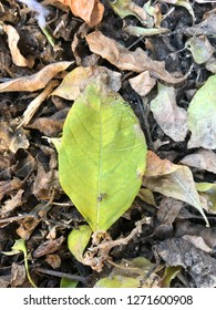 Leaf on Ground