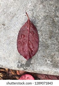 Leaf on ground