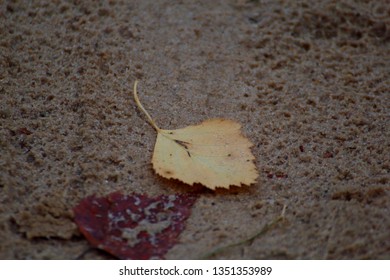 Leaf on the ground