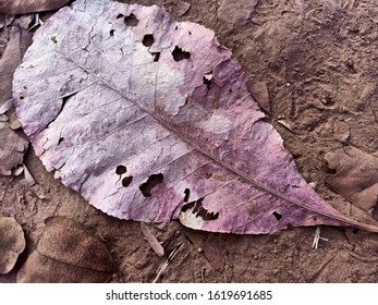 A leaf on the ground