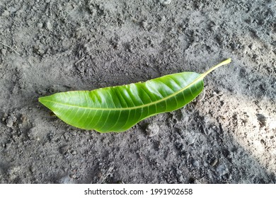 a leaf on the ground