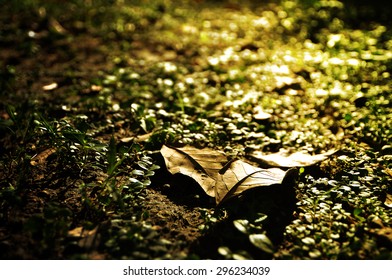 Leaf on ground
