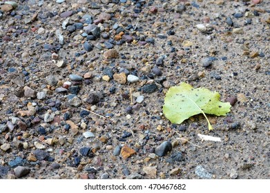 Leaf on the Ground