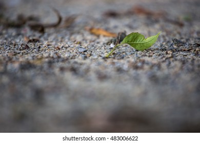Leaf on ground