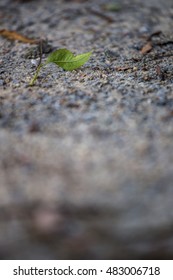Leaf on ground