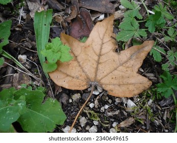 leaf on the ground in the forest