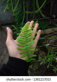 Leaf on the hand close up