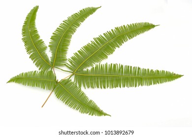 leaf on isolate white background,