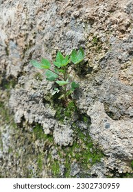leaf on in mossy wall