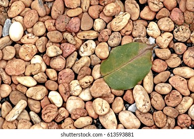 A leaf on pebbles floor background