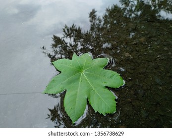A leaf on the puddle