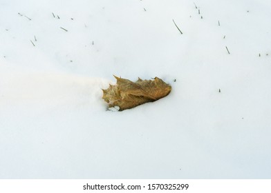 Leaf On Snow Covered On Grass In Backyard Garden