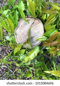 Leaf on Stump