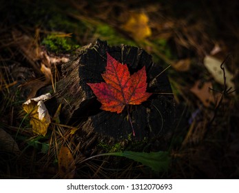 Leaf on a stump