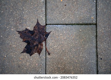 Leaf on the wet pavement in autumn side walk. background 