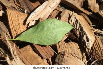 Leaf On Woodchips