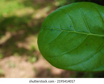 Leaf Is One Of The Plant Organs That Grows From Twigs, Usually Green And Mainly Functions As A Catcher Of Energy From Sunlight For Photosynthesis.