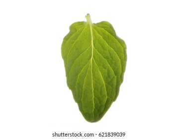 Leaf Of Oregano Isolated