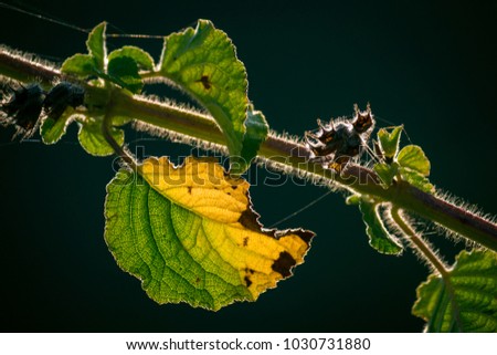 Similar – Young cucumber plant