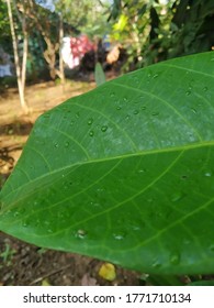 Leaf Of Ormosia Coutinhoi Ducke