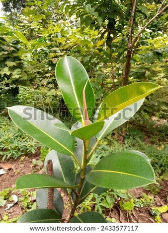 Leaf of ornamental plant karet kebo (ficus elastica) contains phytonutrients and a number of active substances that offer a variety of health properties
