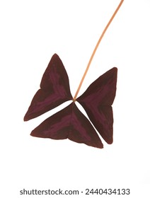 Leaf of Oxalis triangularis, the purpleleaf false shamrock, perennial plant in the family Oxalidaceae, Giant shamrock, on white background