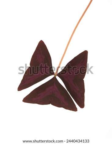 Leaf of Oxalis triangularis, the purpleleaf false shamrock, perennial plant in the family Oxalidaceae, Giant shamrock, on white background