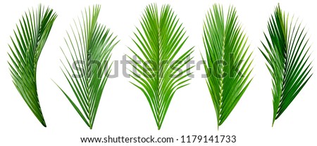 leaf palm, collection of green leaves pattern isolated on white background