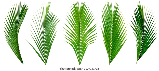 leaf palm,collection of green leaves pattern isolated on white background