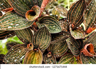 Leaf Pattern At Dukes Farm