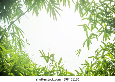 Leaf pattern leaves bamboo frame or abstract background .Green Energy and world for water day or National Forest Conservation Day. Space for your text.