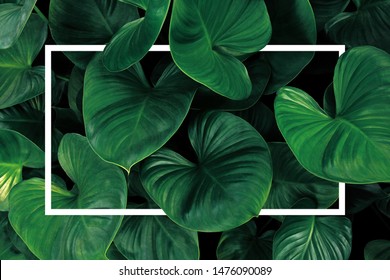 Leaf pattern nature frame layout of heart shaped green leaves Homalomena tropical foliage plant on dark background with white frame border.