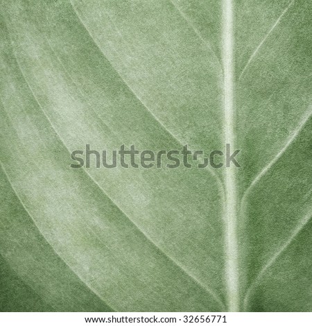 leaf pattern paint background