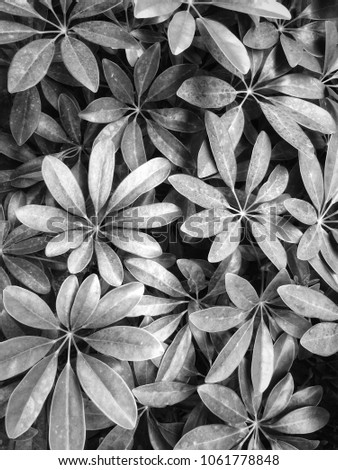 Leaf pattern in the retro background, summer time