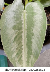 the leaf pattern is whitish green