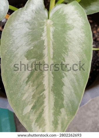 the leaf pattern is whitish green