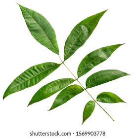 Leaf Of Pecan Tree (Carya Illinoinensis) Isolated On A White Background 