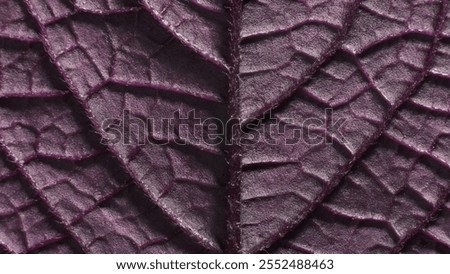 Leaf of Perilla frutescens. Complex texture with veins and cells. Macro shot.