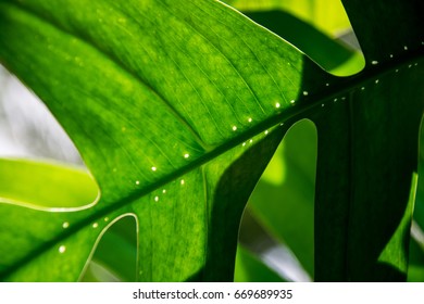 Leaf Of Philodendron (Monstera Deliciosa), Tarovine, Monstera, 