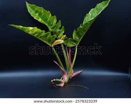 Leaf of Philodendron Ring of Fire isolated on black background