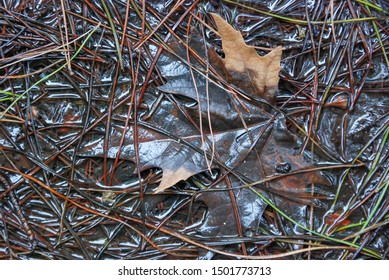 Leaf and pine needles above forest ground.