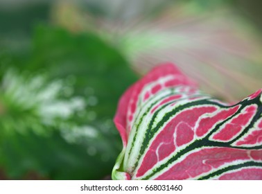 Leaf of a plant close up