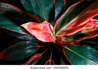Leaf or plant Cordyline fruticosa leaves colorful vivid tropical nature background 