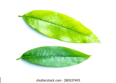 Leaf of plant isolated on white background - Shutterstock ID 280537493