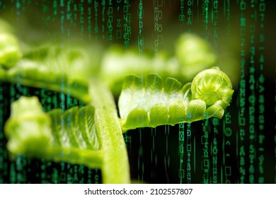 Leaf plant resembling a fractal pattern with binary matrix code 