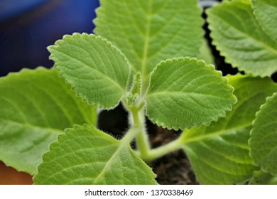 Leaf - Plectranthus Argentatus 