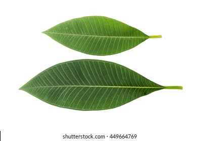 Leaf Plumeria Isolated On White Background