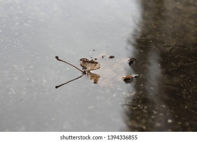 leaf in a puddle with reflection in water