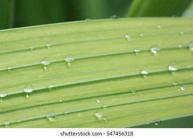 Leaf with rain drop 