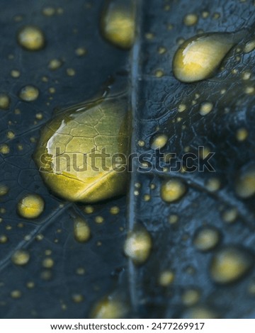 Leaf with rain drop on moon light at night natureTree leaf Rainy daynight photography rain drops